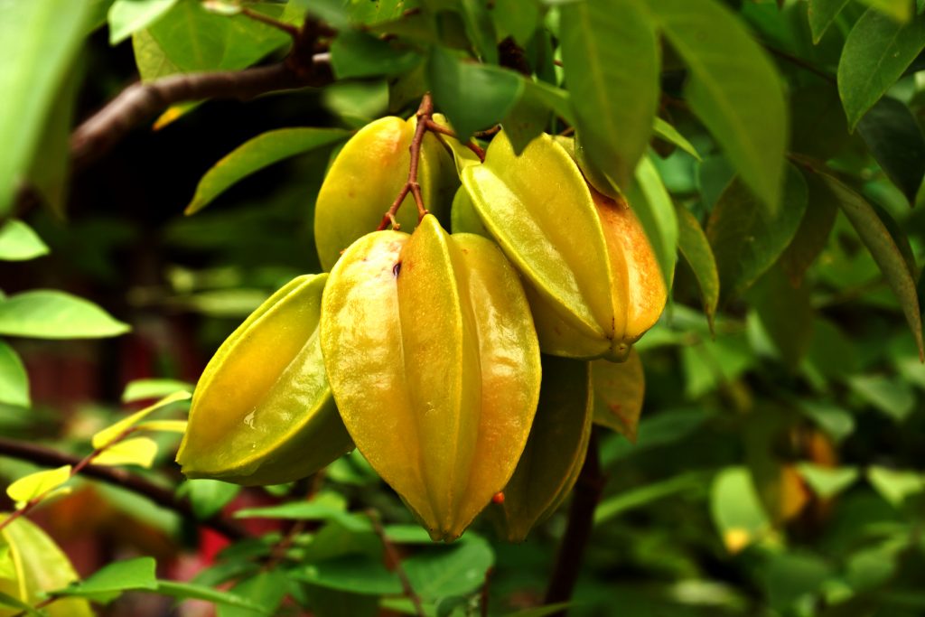 carambola - star fruit on tree
