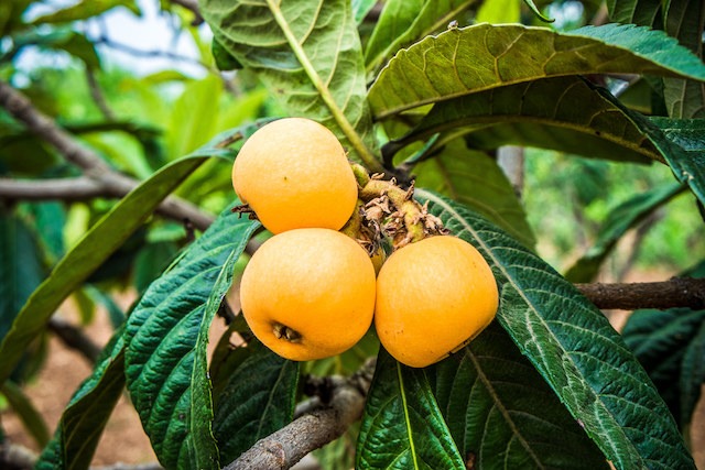 Fresh raw loquats on the brabch in the countryside